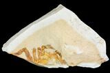 Partial Fossil Pea Crab (Pinnixa) From California - Miocene #105042-1